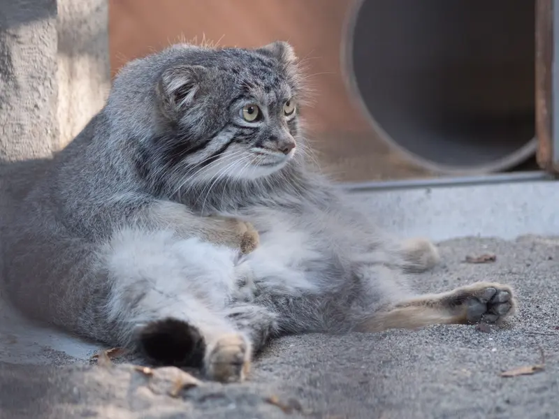 A photograph of Figa in Nogeyama Zoo
