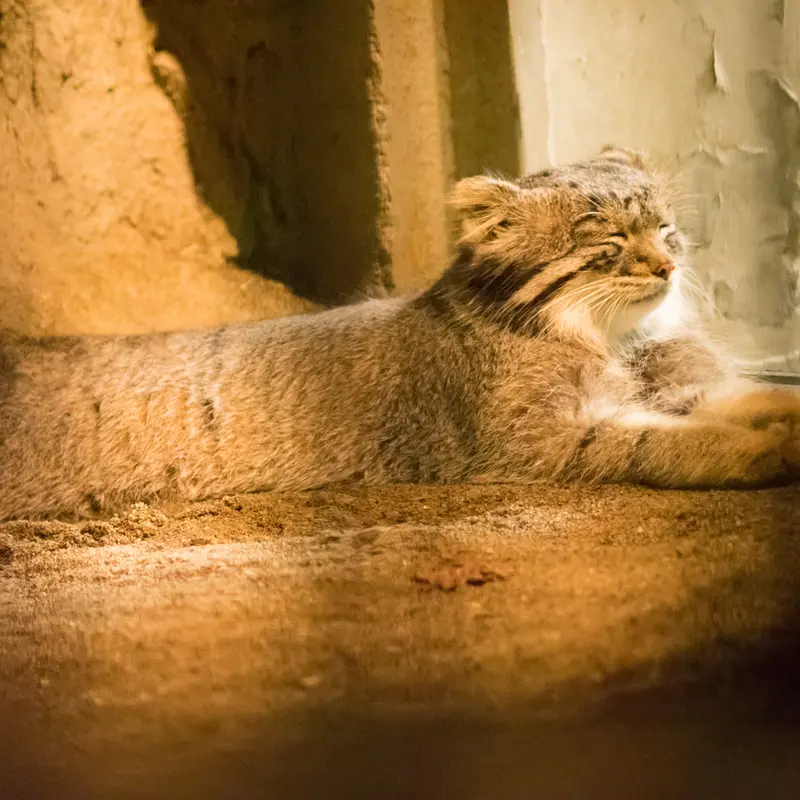 A photograph of Figa in Nogeyama Zoo
