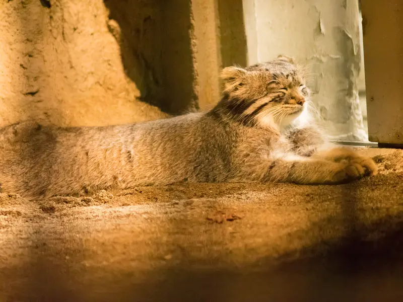 A photograph of Figa in Nogeyama Zoo