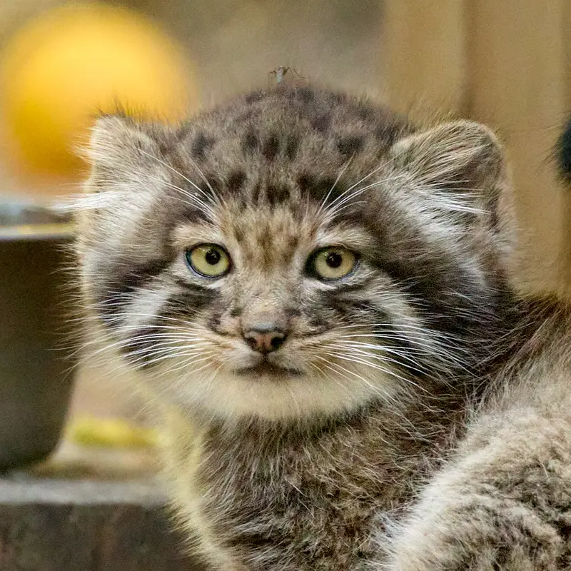 A photograph of Son of Snezhana b.2026 Ⅲ in Novosibirsk Zoo