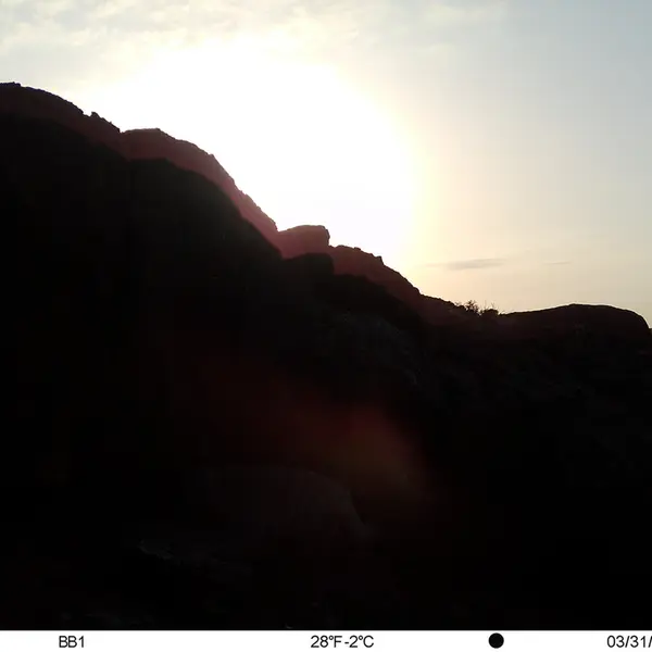 A photograph of Otocolobus manul manul from Aktas-Kunkora camera trap