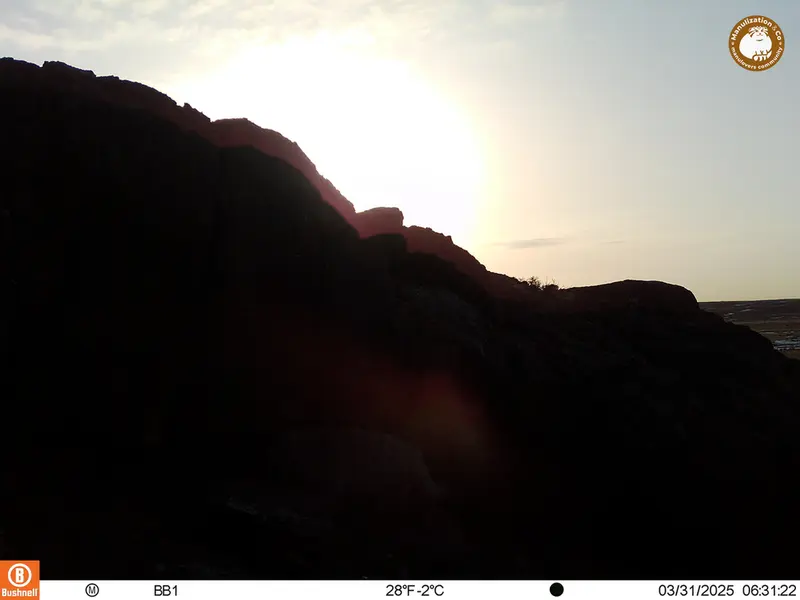 A photograph of Otocolobus manul manul from Aktas-Kunkora camera trap