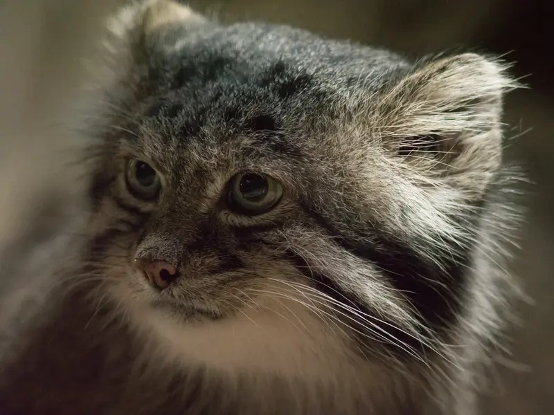 A photograph of Klyon in Ueno Zoological Gardens