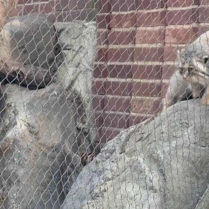 A photograph of Sarnai in Prospect Park Zoo