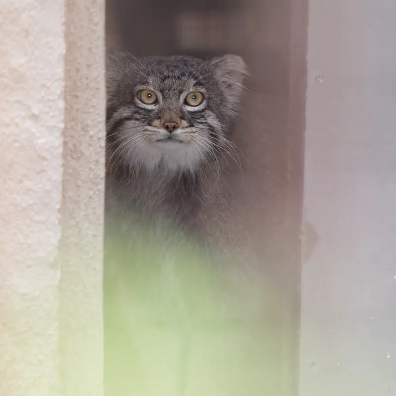 A photograph of Figa in Nogeyama Zoo