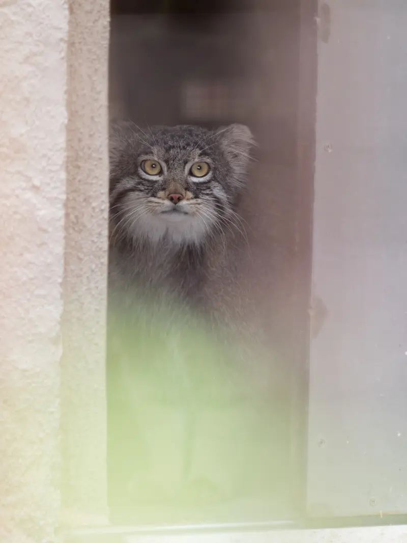 A photograph of Figa in Nogeyama Zoo