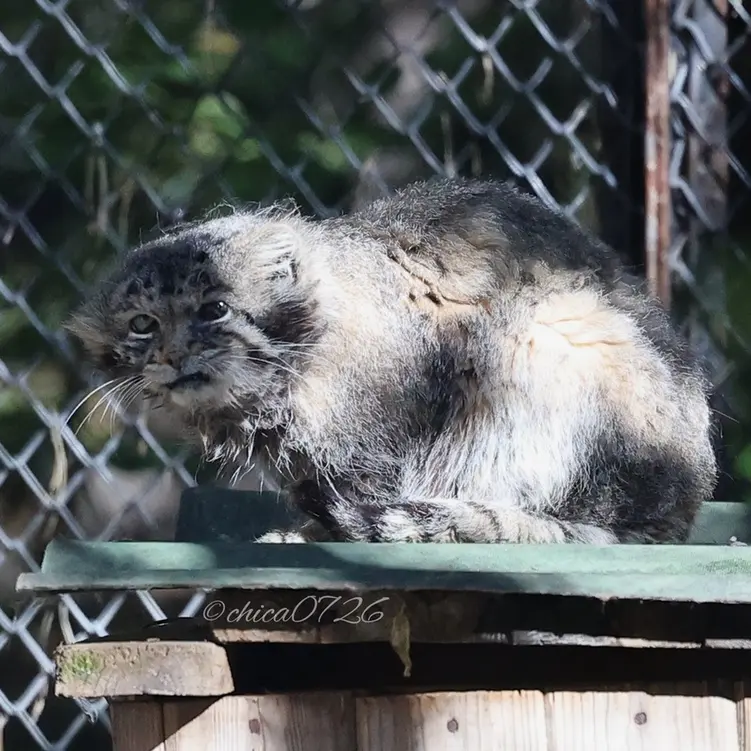 A photograph of Karaganda in Novosibirsk Zoo