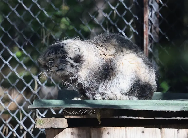 A photograph of Karaganda in Novosibirsk Zoo