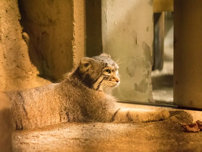 A photograph of Figa in Nogeyama Zoo