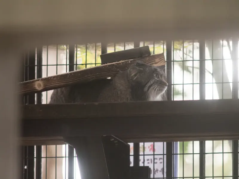 A photograph of Figa in Nogeyama Zoo