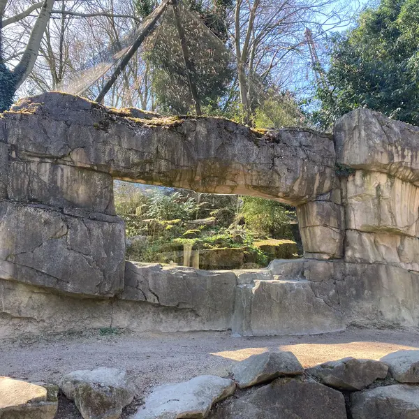 A photograph of a Pallas's cat in Rotterdam Zoo