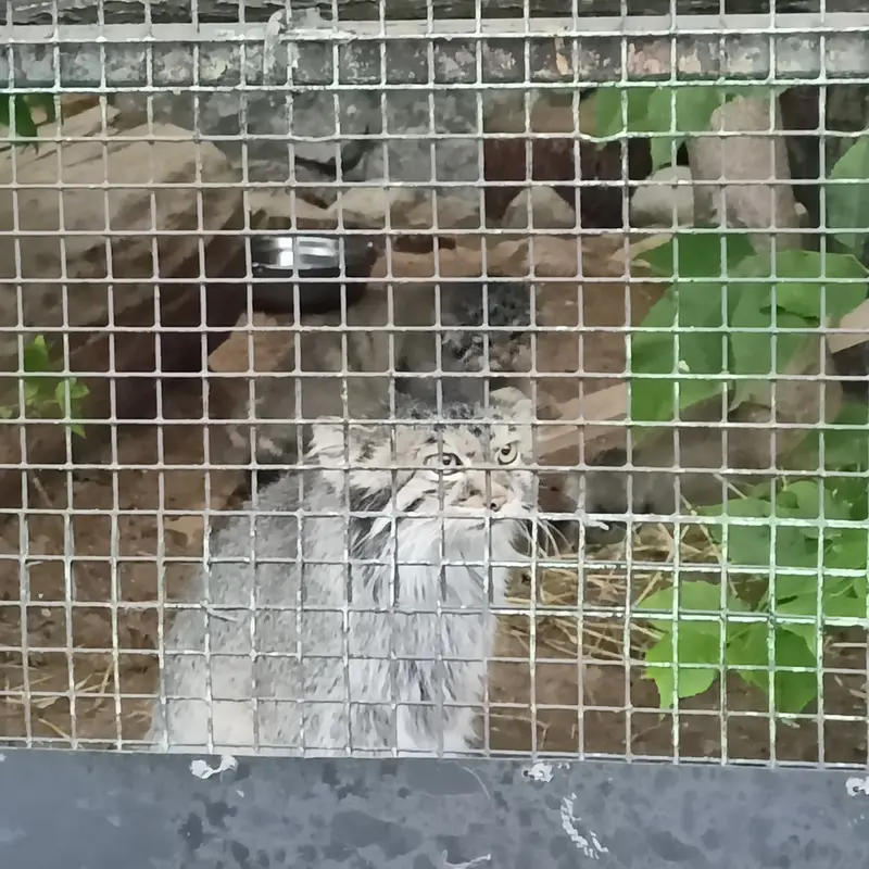 A photograph of a Pallas's cat