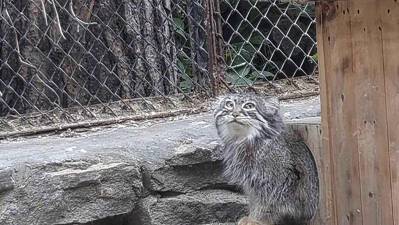 A photograph of a Pallas's cat
