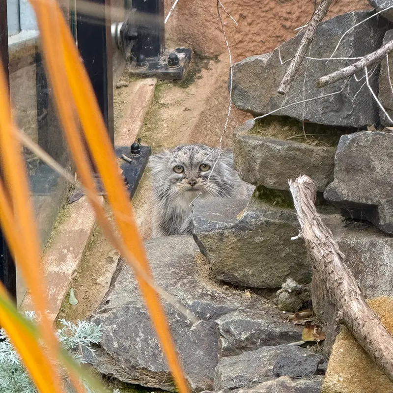A photograph of Prinsessa in Prague Zoo