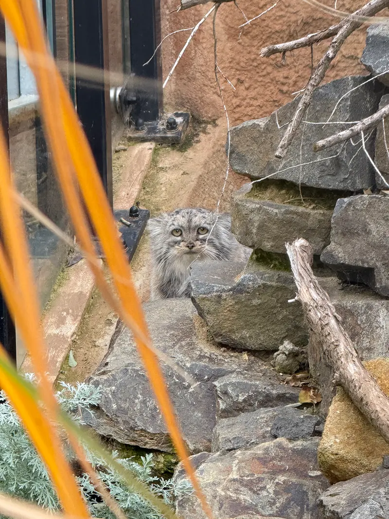 A photograph of Prinsessa in Prague Zoo