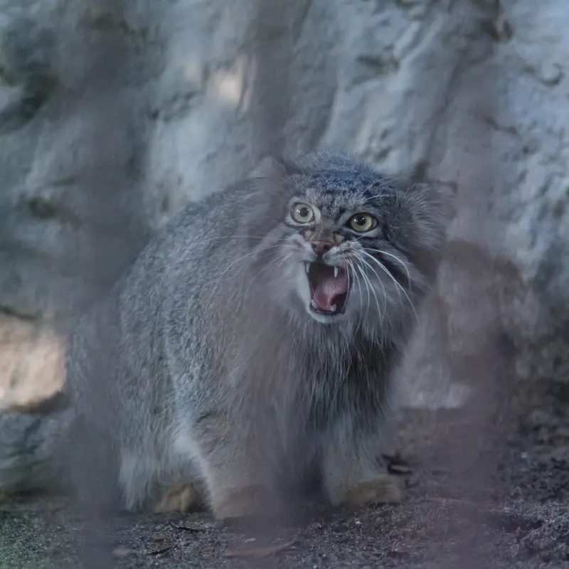 A photograph of Figa in Nogeyama Zoo