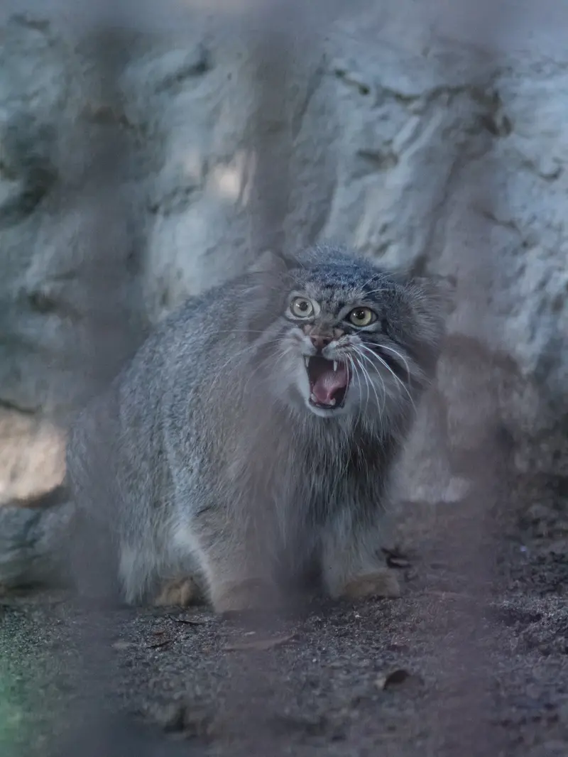 A photograph of Figa in Nogeyama Zoo