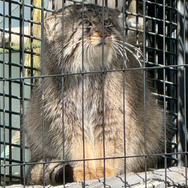 A photograph of Hide in Asahiyama Zoo