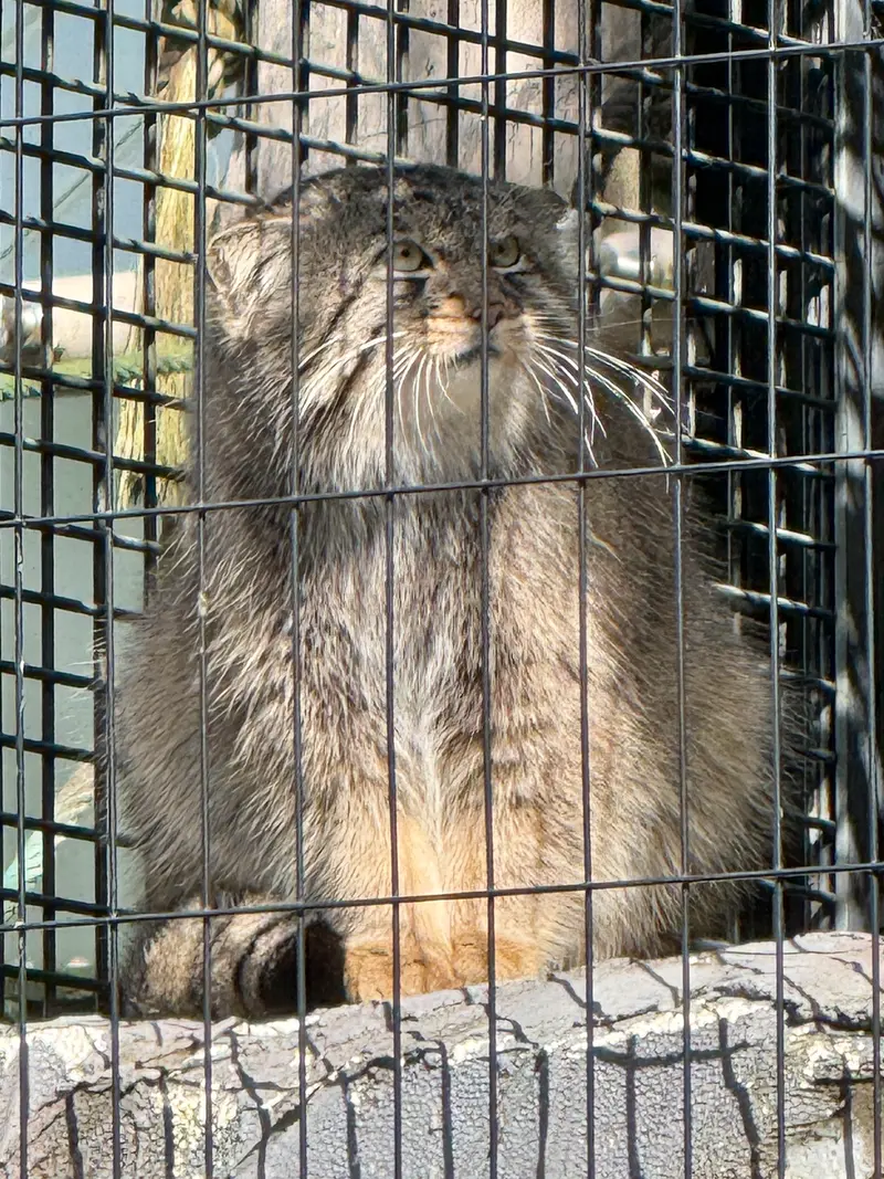 A photograph of Hide in Asahiyama Zoo