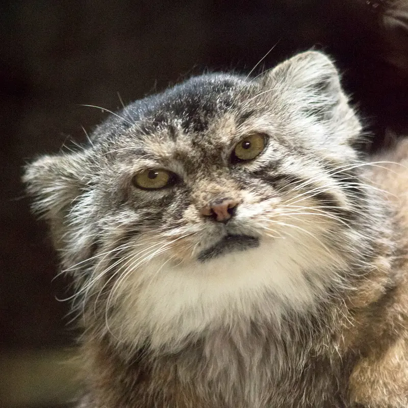 Primula the Pallas's cat from Ueno Zoological Gardens