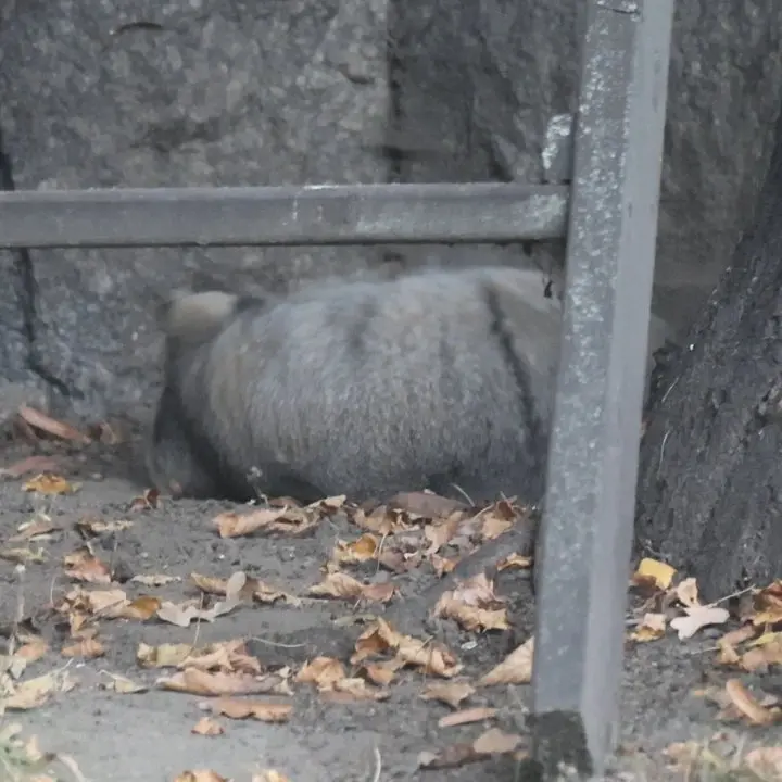 A photograph of Timofey in Moscow zoo