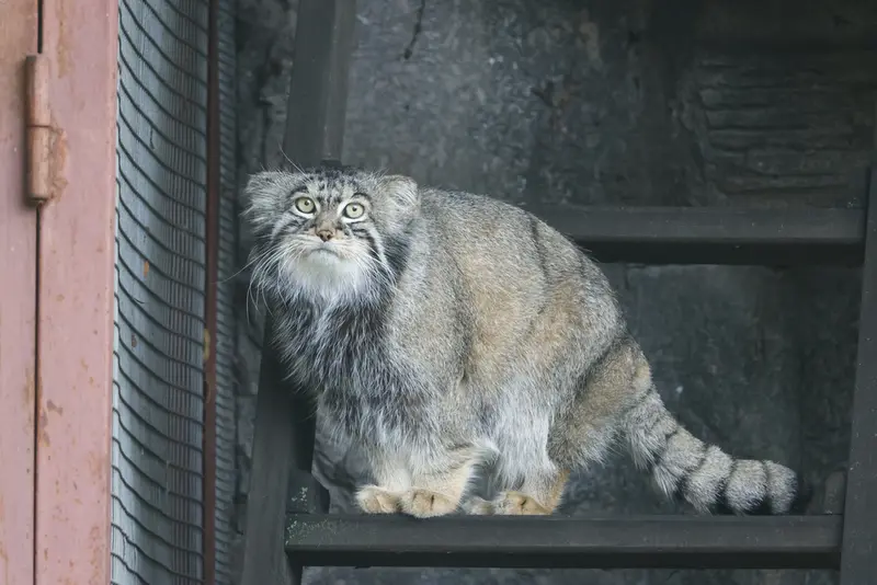 A photograph of a Pallas's cat