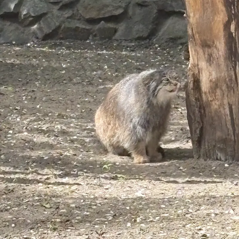 A photograph of a Pallas's cat in Novosibirsk Zoo
