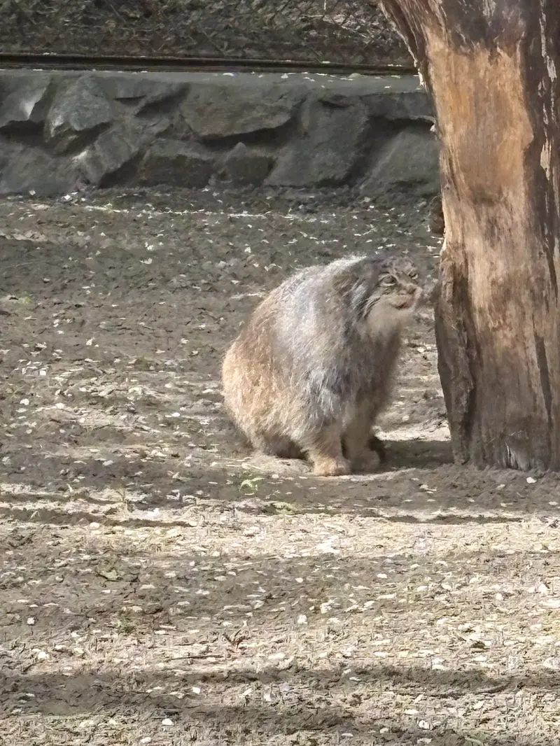 A photograph of a Pallas's cat in Novosibirsk Zoo