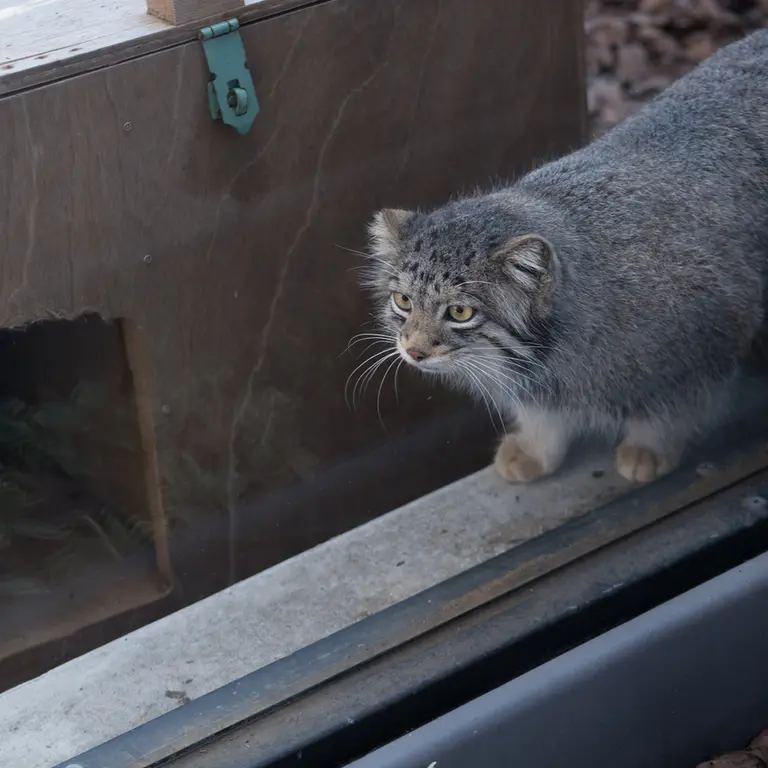 A photograph of Oto in Saitama Children's Zoo