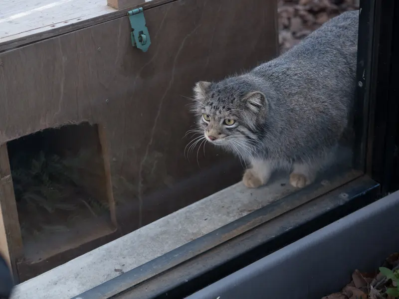 A photograph of Oto in Saitama Children's Zoo