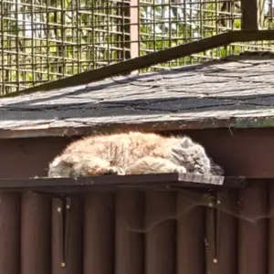 A photograph of Moira in Ostrava Zoo