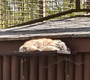 A photograph of Moira in Ostrava Zoo