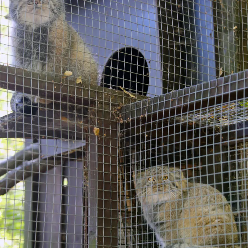 A photograph of Aysen and Kitten of Alani b.2026 Ⅰ in Košice Zoo