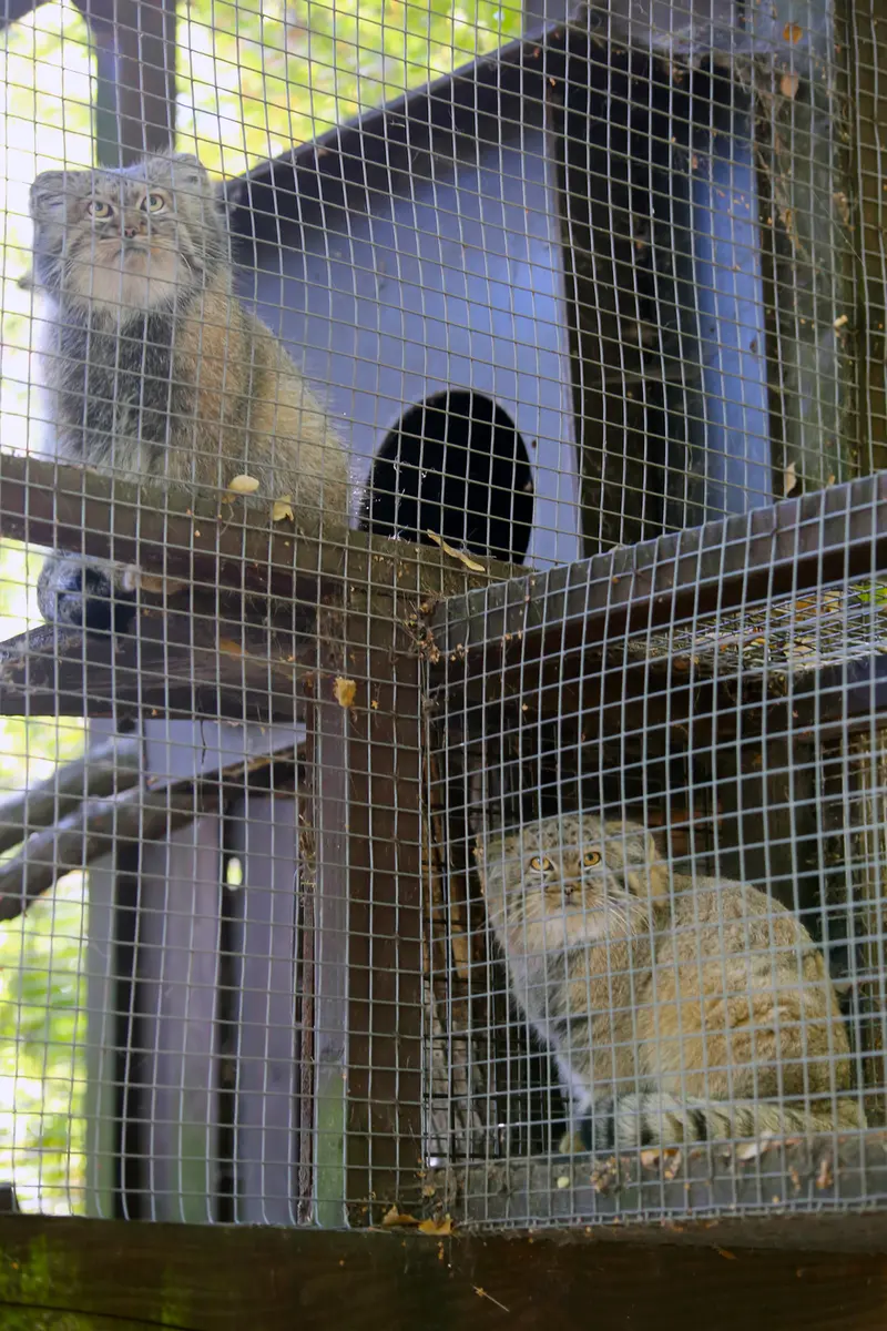 A photograph of Aysen and Kitten of Alani b.2026 Ⅰ in Košice Zoo