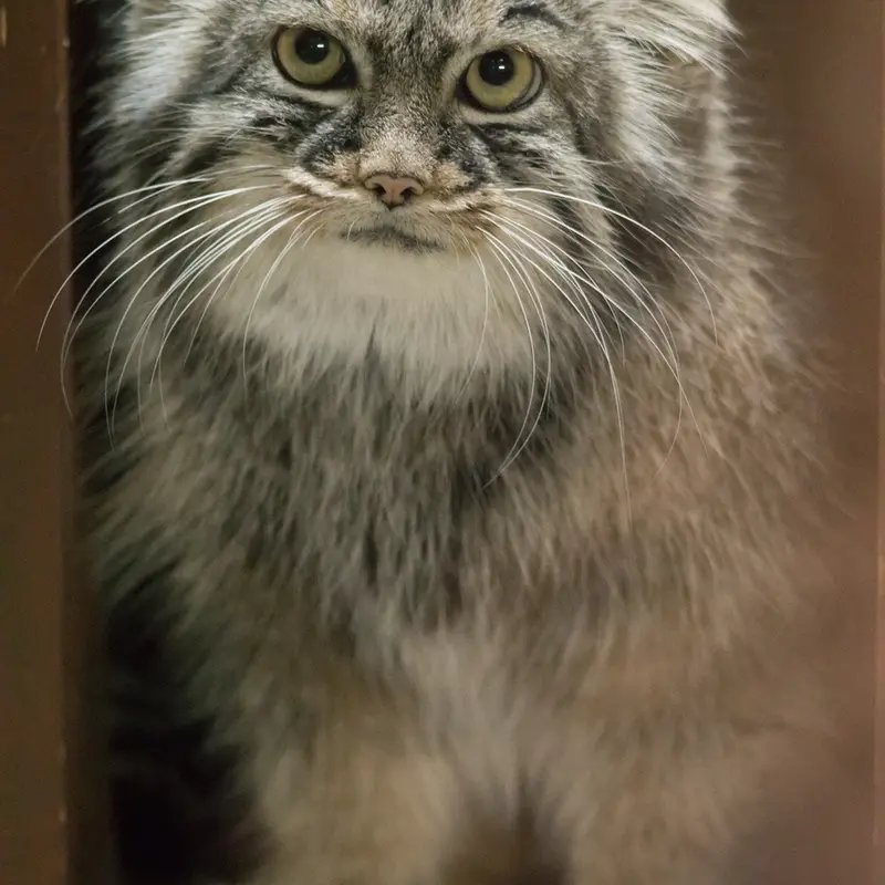 A photograph of Shafran in Ueno Zoological Gardens