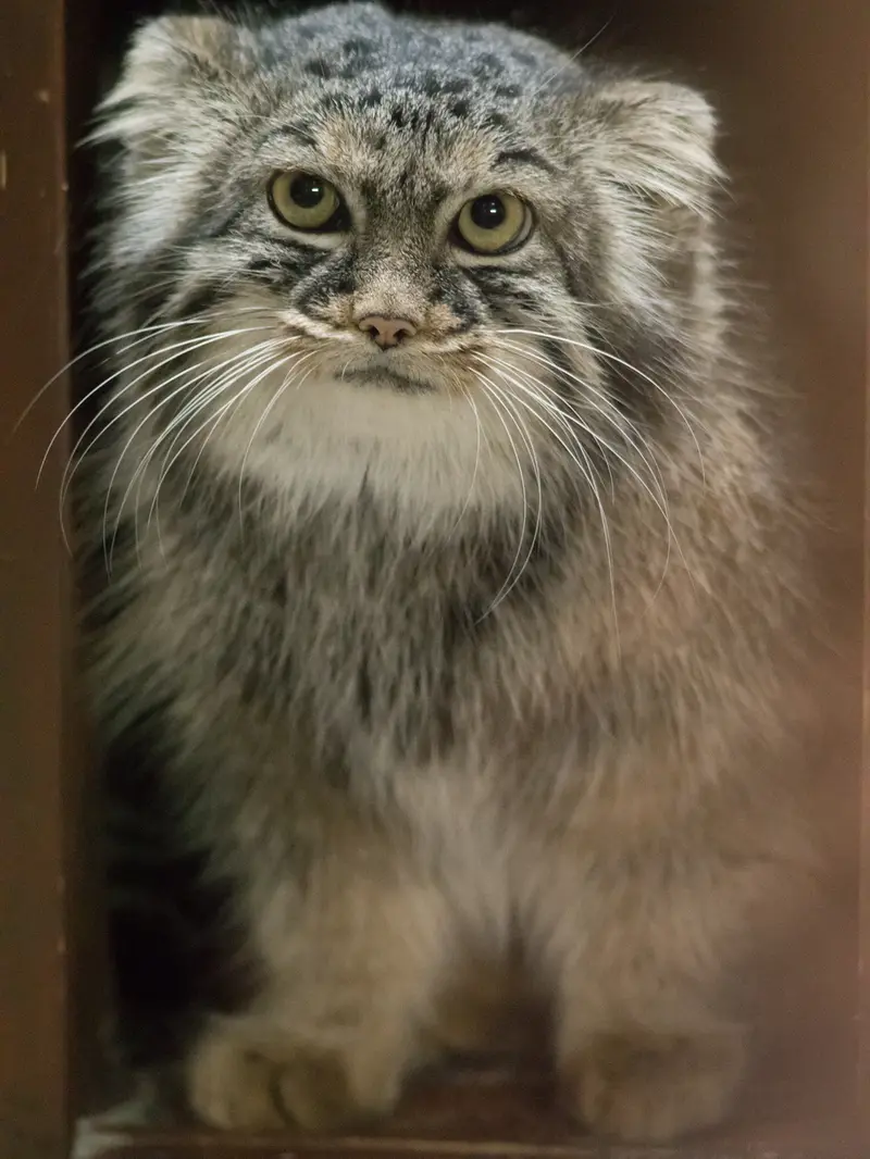 A photograph of Shafran in Ueno Zoological Gardens