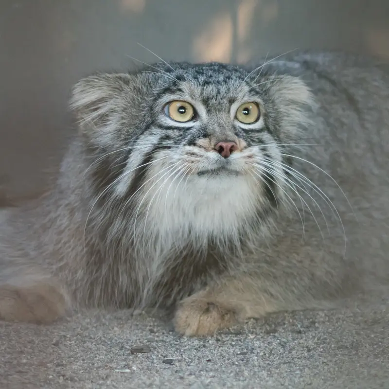 A photograph of Figa in Nogeyama Zoo