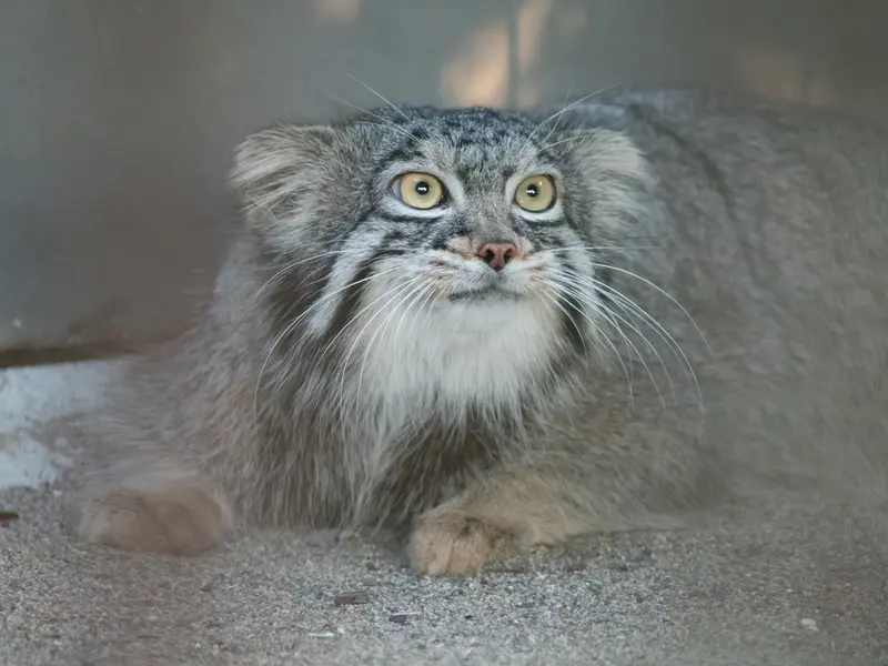 A photograph of Figa in Nogeyama Zoo