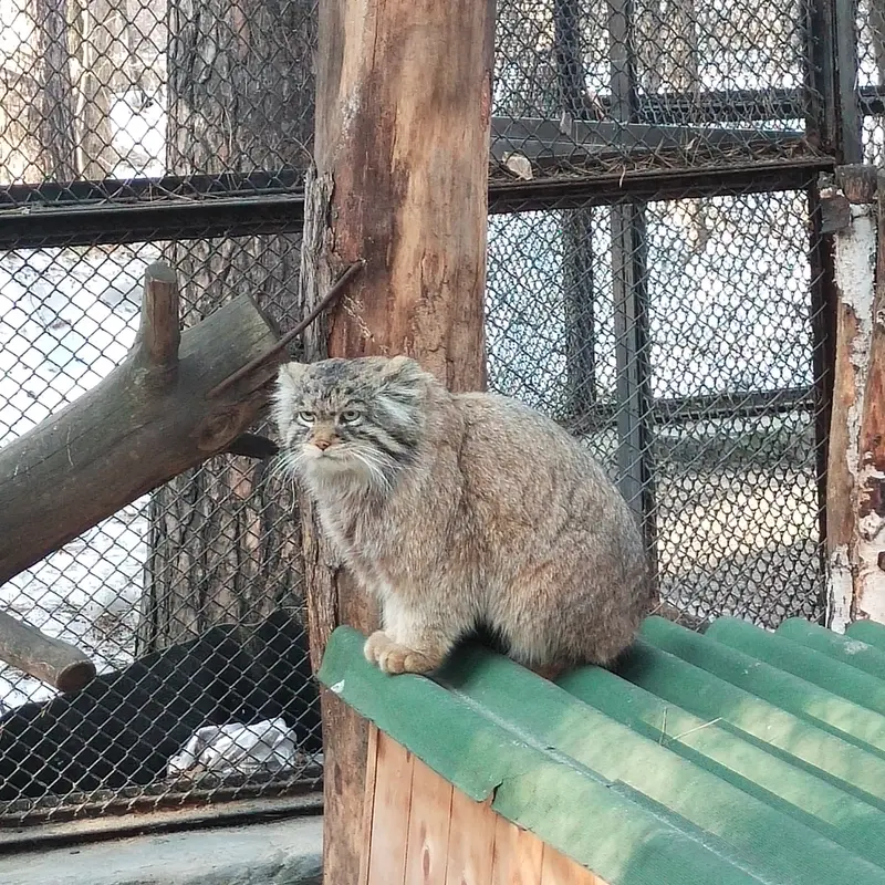 A photograph of George in Novosibirsk Zoo