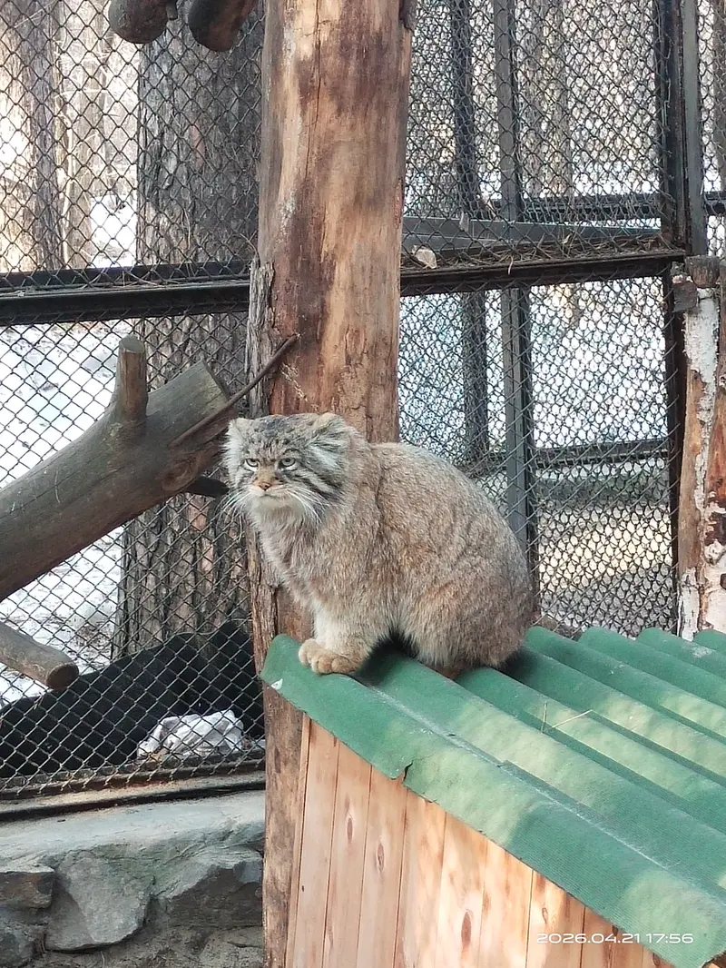 A photograph of George in Novosibirsk Zoo