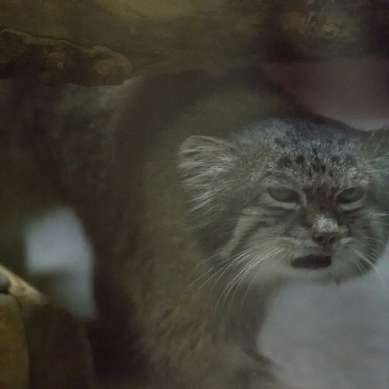 A photograph of Klyon in Ueno Zoological Gardens