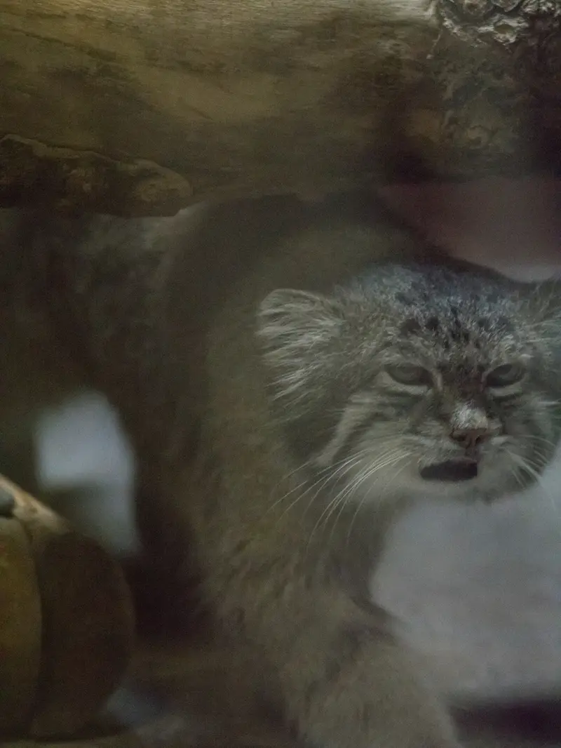 A photograph of Klyon in Ueno Zoological Gardens