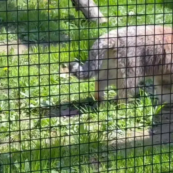 A photograph of a Pallas's cat in Binghamton Zoo at Ross Park