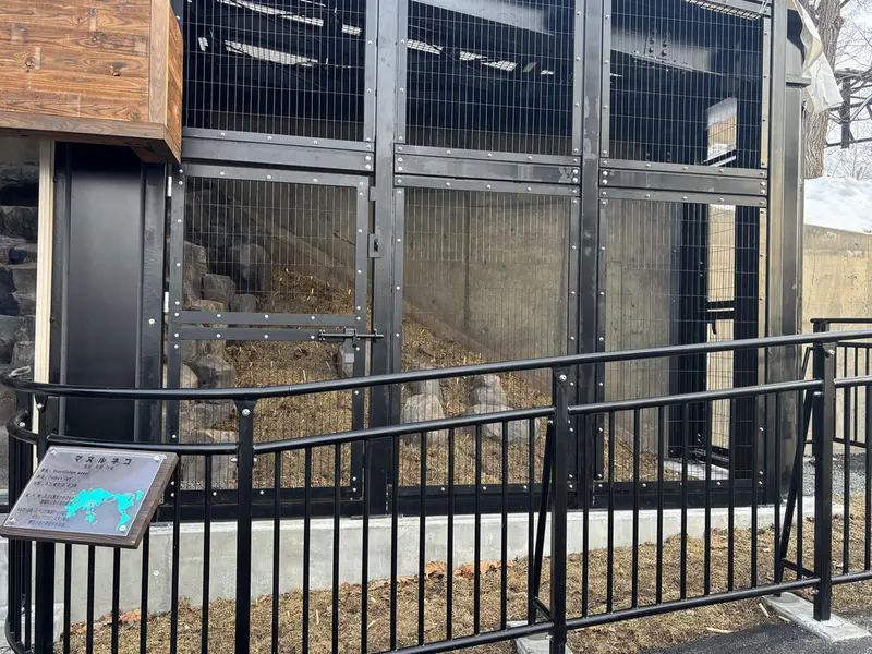 A photograph of a Pallas's cat in Asahiyama Zoo