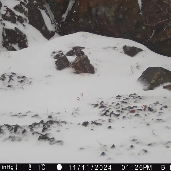 A photograph of Grey partridge from Egizkara [new] camera trap
