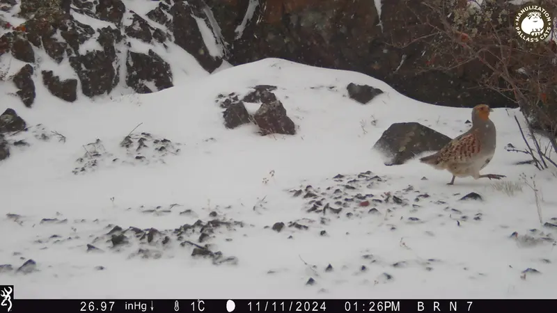 A photograph of Grey partridge from Egizkara [new] camera trap