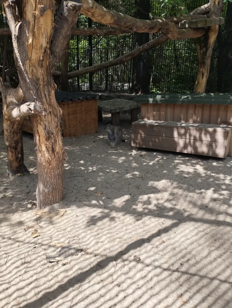 A photograph of a Pallas's cat in Novosibirsk Zoo