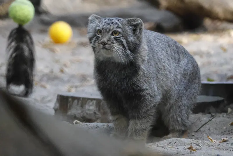 A photograph of a Pallas's cat in Novosibirsk Zoo