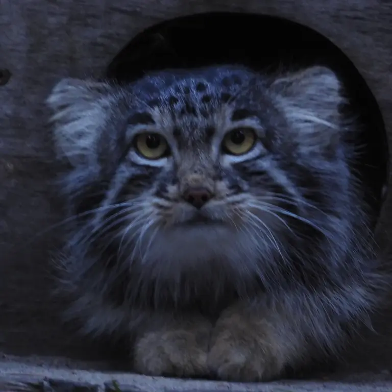 A photograph of Mensu in Novosibirsk Zoo
