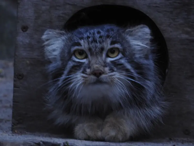 A photograph of Mensu in Novosibirsk Zoo